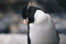 Close up of a Southern Rockhopper Penguin - Eudyptes Chrysocome