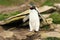 Close up of Southern rockhopper penguin hopping from the rocks