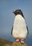 Close up of Southern rockhopper penguin standing on stone