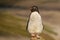 Close up of Southern rockhopper penguin standing on stone