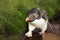 Close up of a Southern rockhopper walking on rocks