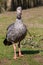 Close-up of a Southern Screamer