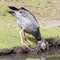 Close-up of a Southern Screamer Chauna torquata