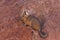 Close up of a southern viscacha