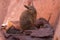 Close up of a southern viscacha