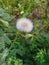 Close up of Sowthistle.Sow Thistles Flowers.White Sowthistle.White Flower.