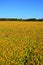 Close up of soybeans