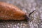 close-up of a Spanish snail (Arion vulgaris) outdoors