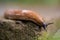 close-up of a Spanish snail (Arion vulgaris) outdoors