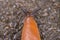 close-up of a Spanish snail (Arion vulgaris) outdoors