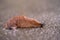 close-up of a Spanish snail (Arion vulgaris) outdoors