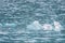 Close up of sparkling blue translucent icebergs in water of Kvanefjord in arctic Greenland