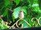 Close up sparrow bird, A Little bird perched on a wrought iron ga