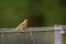 A close up of a sparrow on a fence