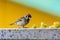 Close-up. A sparrow pecks bread on a windowsill against