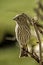 Close up of a sparrow perched on a branch in shrubbery