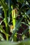 A close-up of spathe growing corn plants