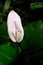 Close-up of Spathiphyllum aka spath or peace lilies.
