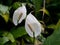 Close-up Spathiphyllum wallisii