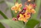 Close-up of Spathoglottis orchids, sepals, and petals are orange-yellow with a pattern.