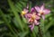 Close-up of Spathoglottis pink hybrid orchid bouquet with water drop.