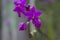 close up of Spathoglottis plicata flower in the garden