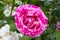 Close-up of a species of a climbing rose bicolour called