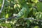 Close-up of a Spectacled parrotlet, Forpus conspicillatus, perched on a bare branch against green blurred background, Barichara,