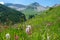 CLOSE UP: Spectacular shot of blooming green pastures in the French mountains.