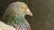 Close up speed racing pigeon bird in home loft