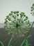 Close-up of the spherical inflorescence of the green buds of the Allium flower (wild onion)