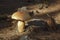 Close-up of spherical orange mushrooms on a pine stump surrounded by pine needles and stones