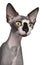 Close-up of Sphynx cat, 8 months old