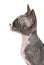 Close up of a Sphynx kitten profile