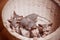 Close up Sphynx Kittens Inside a Wooden Basket