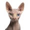 Close-up of a Sphynx looking at the camera, with wall eyes