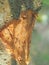 Close-up of spice cinnamon tree