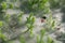 Close up at spider on cobwebs on the grass with dew drops - selective focus, water drops on web in forest