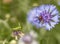 Close-up of spider and grasshopper is sitting on purple cornflowers