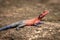 Close-up of Spider-Man agama lying on rock