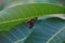 Close up of spider moth on mango tree leaf