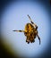 Close up Spider, Neoscona crucifera, an orb-weaver spider in a fine spiderweb