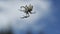 Close up of spider in a web on blurred blue sky background with clouds. Creative. Process of building a spider web by an
