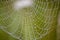 Close up of a spider web with drops of water after fog on a blurred natural background