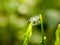 Close up of spider web fluff dandelion head caught between