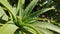 Close up of spider web in the middle of a green aloe vera plant