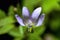 Close-Up of spider weed & x28;Cleome rutidosperma DC.& x29; Flower