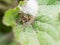 Close up spiders on leaf in Thailand