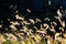 Close-up of a spike of plants backlit on a blurred background. selective focus. ears of grass in backlight