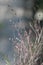 Close up of spikes of grass on natural background